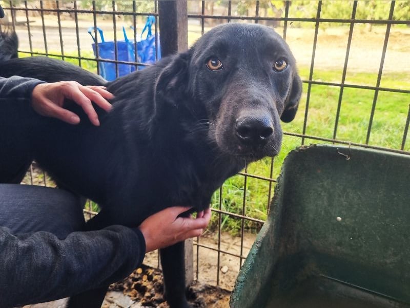 ♥ONJA♥ so liebe Hündin, die zu einer wahren Schönheit herangewachsen ist 57 cm