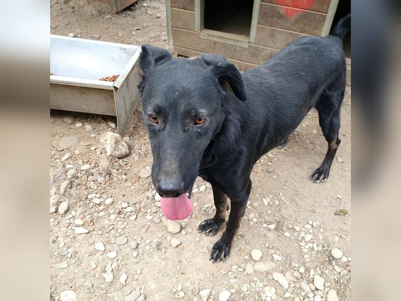 ♥POCAHONTAS♥ wunderschöne, sehr menschenbezogene, aufgeweckte Hündin voller Lebensfreude 58 cm