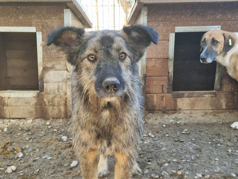 ♥VITO♥ sehr lieber, total süßer, noch etwas vorsichtiger Rüde, der sicher schnell auftaut 55 cm