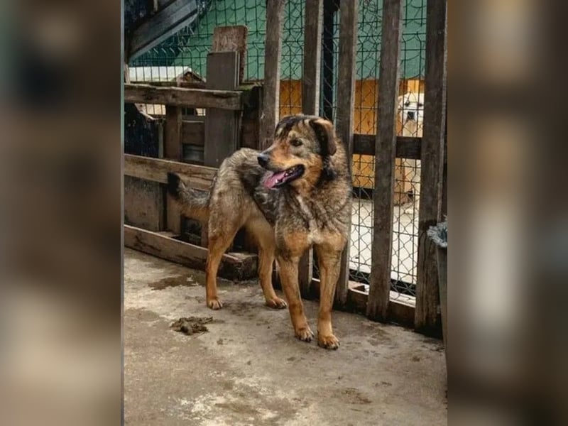⭐️SALIA⭐️, schüchterne Schönheit, Hündin, 8 Jahre, 51 cm, Mischling, Tierschutz Rumänien