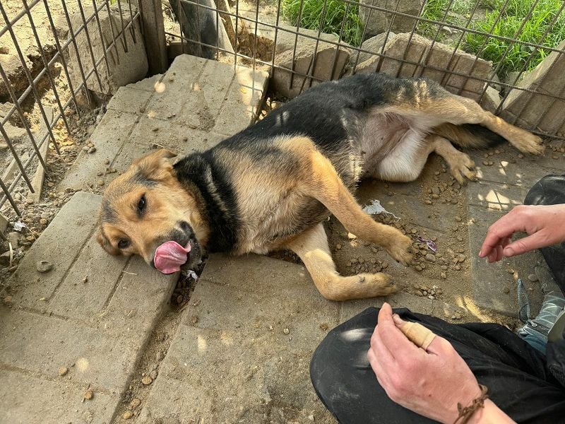 ♥VITA♥ sehr zutrauliche, liebe, neugierige Schmusebacke 52 cm