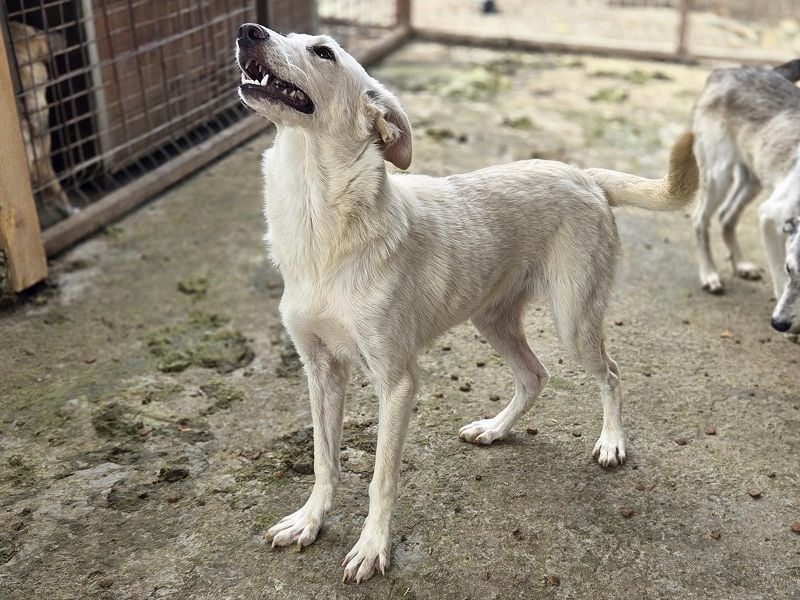♥BIANCA♥ fröhliche, verspielte und verschmuste Junghündin, die sich nach Zuwendung sehnt 55 cm
