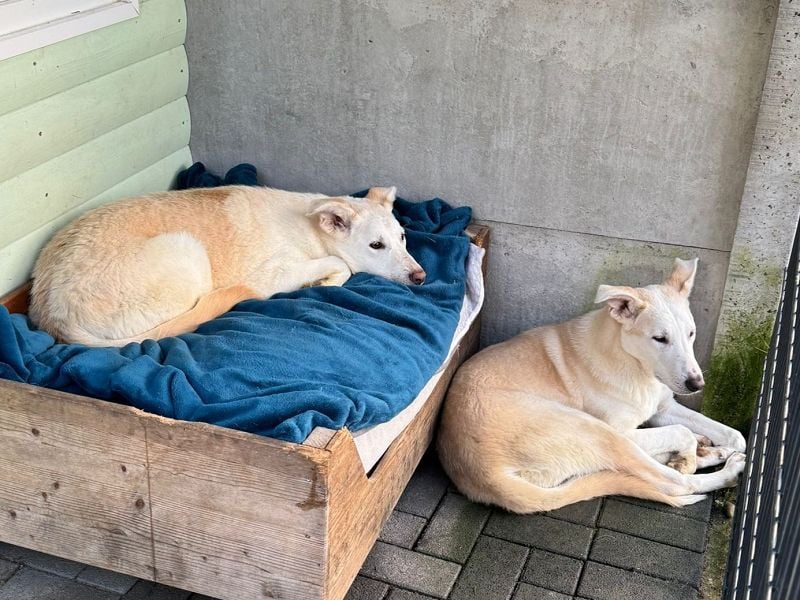 ♥SINA♥ neu auf Pflegestelle bei Köln - zuckersüße, noch etwas unsichere Juniorin 59 cm