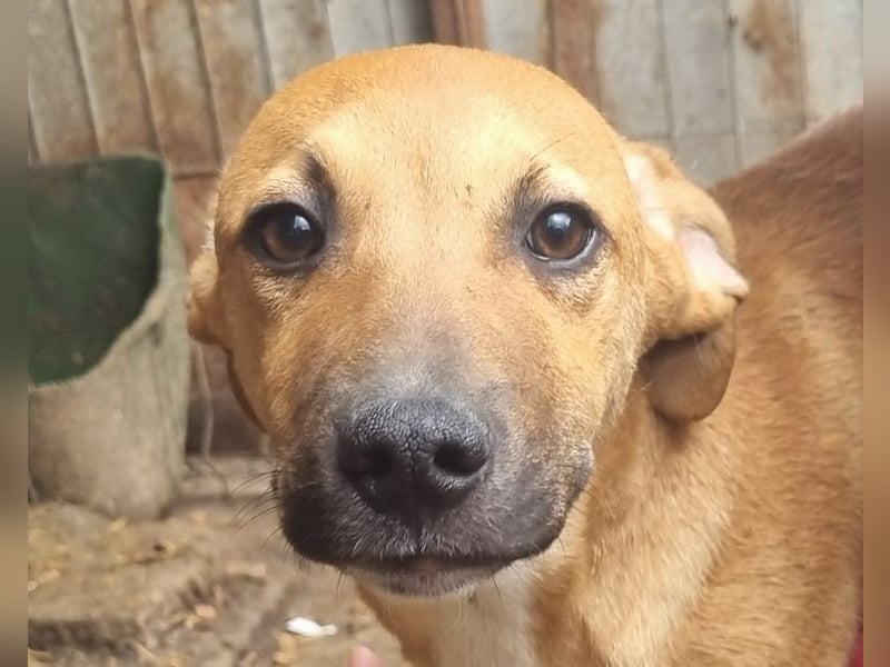 ♥KLAUSI♥ zuckersüßer, zarter, ganz lieber, verspielter Junghund -wird mittelgroß