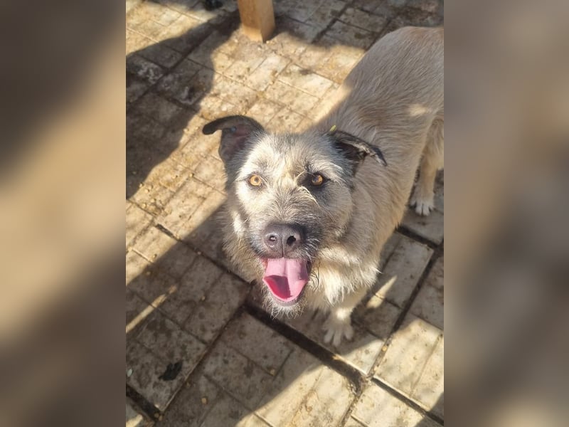 ♥SUMMER♥ unfassbar zutrauliche, anhängliche Hündin mit ihrem einzigartigen Aussehen 57 cm