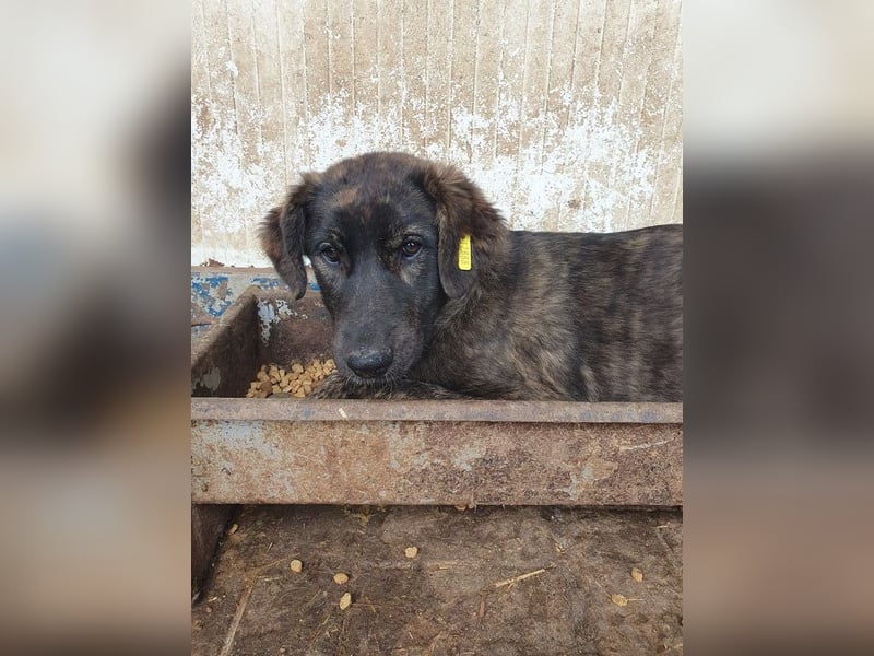 ♥MELISSA♥ unfassbar menschenbezogene, wunderschöne gestromte Junghündin - wird größer