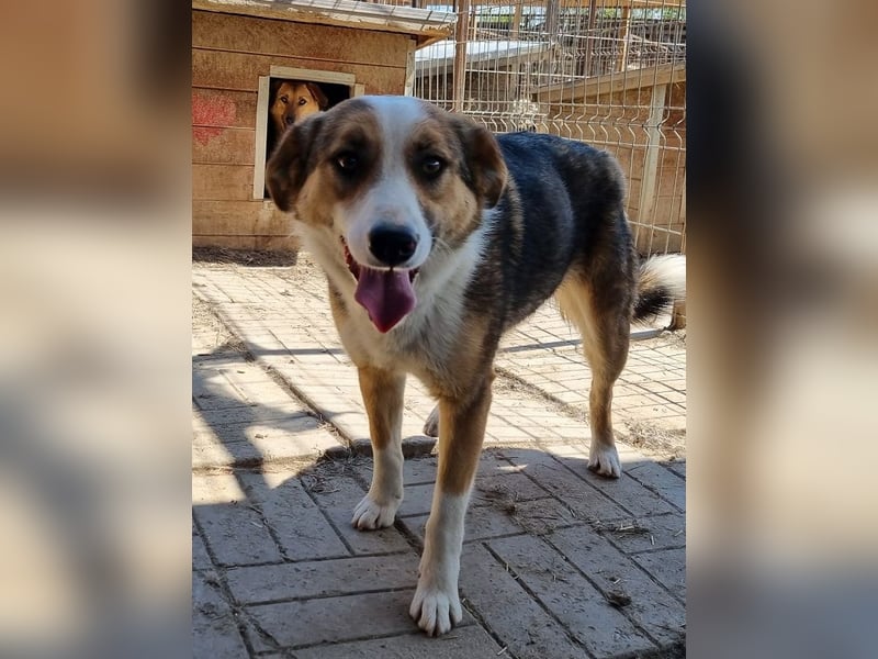 ♥MARA♥ ganz verschmuste und menschenbezogen charmante Junghündin - ein echter 6er im Lotto 51 cm