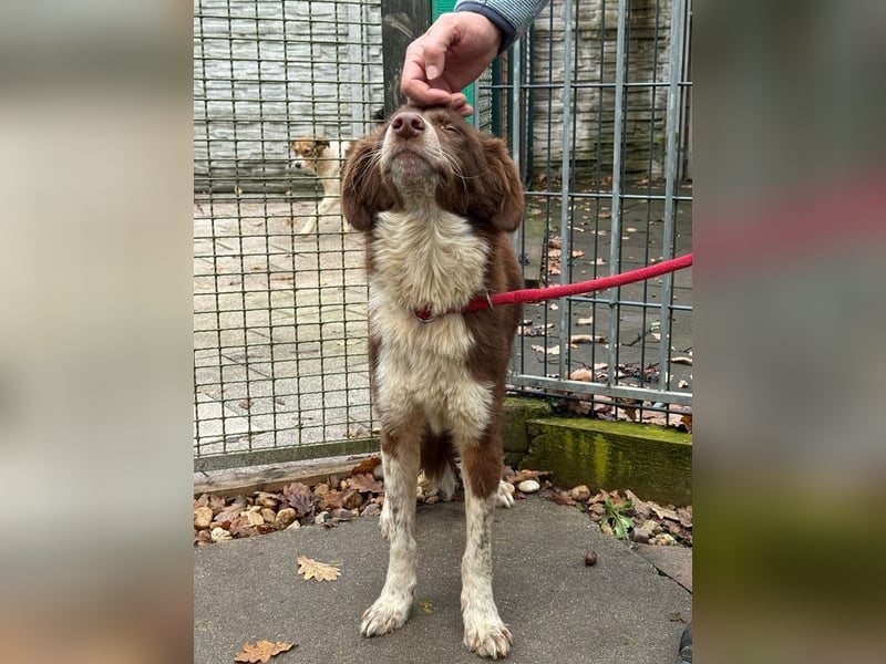 ♥LYRA♥ neu auf Pflegestelle bei Leverkusen - wunderschöne, ganz liebe, sensible Seele 53 cm