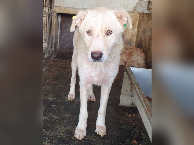 ♥MICHA♥ süßer, ganz sanfter, zurückhaltender, aber völlig erschöpfter und viel zu dünner Rüde 53 cm