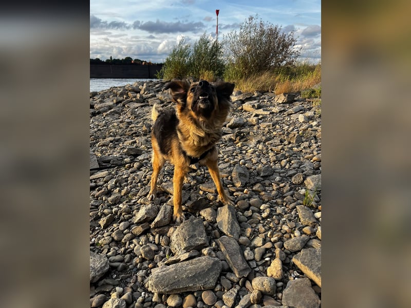 DIANA, coole Begleiterin, 4 Jahre, 55 cm, Pflegestelle Duisburg, Tierschutz Rumänien