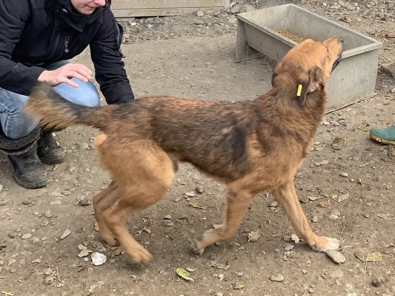 ♥GINO♥ 53 cm; Wer einen aufgeschlossenen, lebensfrohen Rüden sucht, ist bei Gino genau richtig