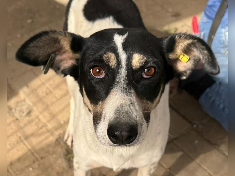 ♥AMANDA♥ süße, anhängliche, verschmuste und unkomplizierte Hündin 54 cm