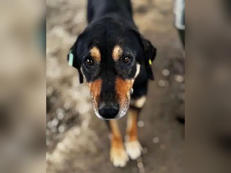 NOTFALL ♥STELLA♥ ab 19.Sep auf Pflegest bei Köln-unglaublich menschenbezogene, zu dünne Hündin 54cm