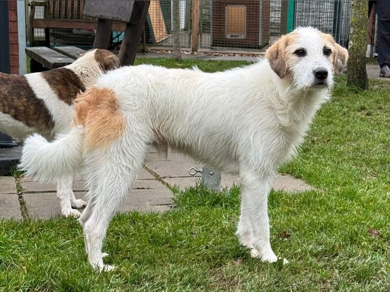 ♥MARLON♥ neu auf Pflegestelle bei Köln -hübscher, sehr menschenbezogener, kluger Drahthaar-Rüde 54cm