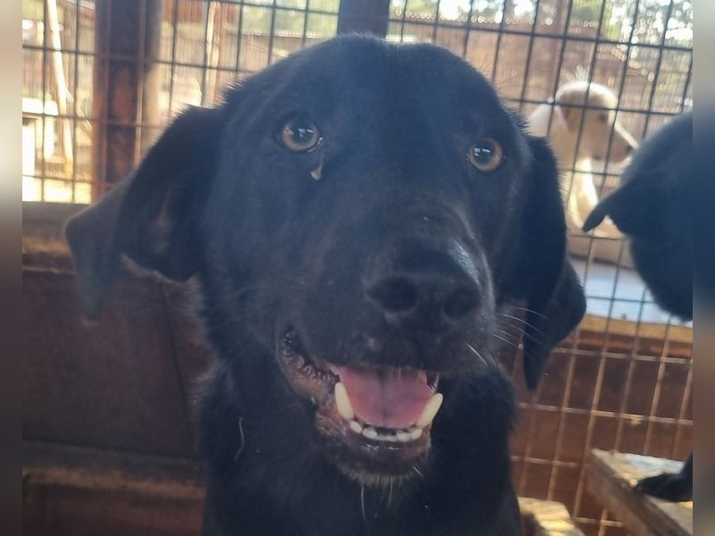 ♥ONJA♥ liebe Junghündin, die zu einer wahren Schönheit herangewachsen ist 57 cm