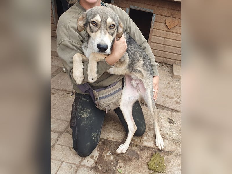 ♥FARO♥ richtig hübscher, ganz aufgeschlossener, ausgeglichener, unkomplizierter Jungrüde 57cm