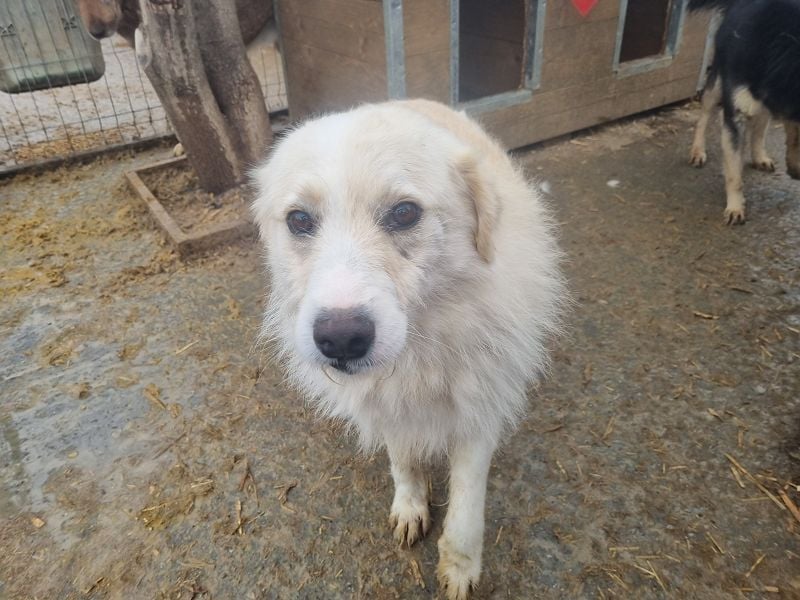 ♥TIBO♥ hübscher, süßer, sehr zutraulicher Rüde 55 cm