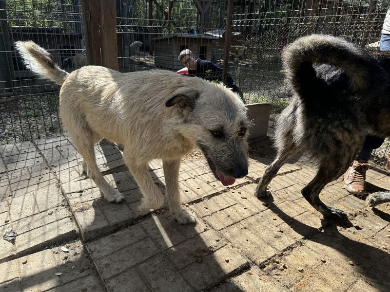 ♥SUMMER♥ unfassbar zutrauliche, anhängliche Hündin mit ihrem einzigartigen Aussehen 57 cm