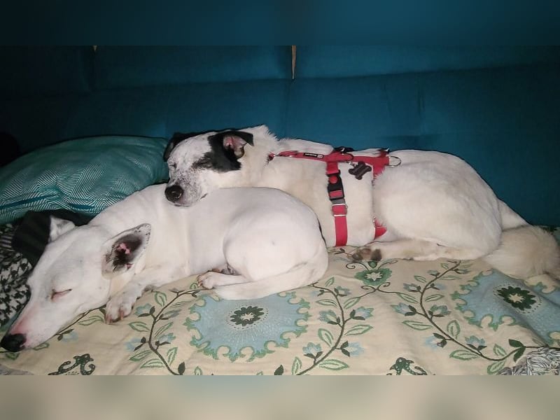 ♥KOBOLD♥ auf Pflegestelle in Essen - hübscher, ganz lieber, sensibler Hundejunge 51 cm