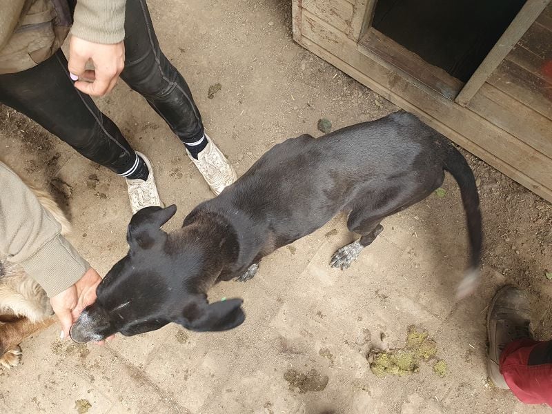 NOTFALL ♥AYLA♥ sehr menschenbezogene, bewegungsfreudige, viel zu dünne Junghündin 54 cm