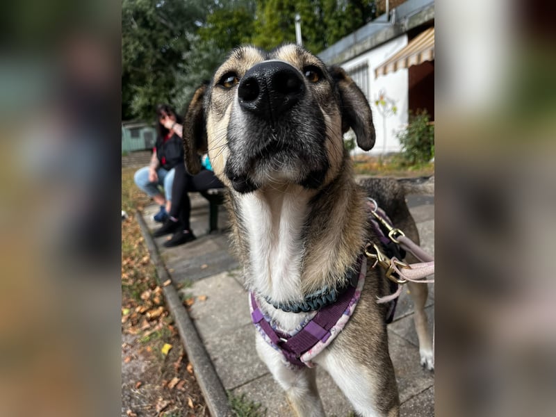 BRANA, tolle Charakterhündin, 2,5 Jahre, Pflegestelle 46359, 60 cm, Tierschutz Rumänien