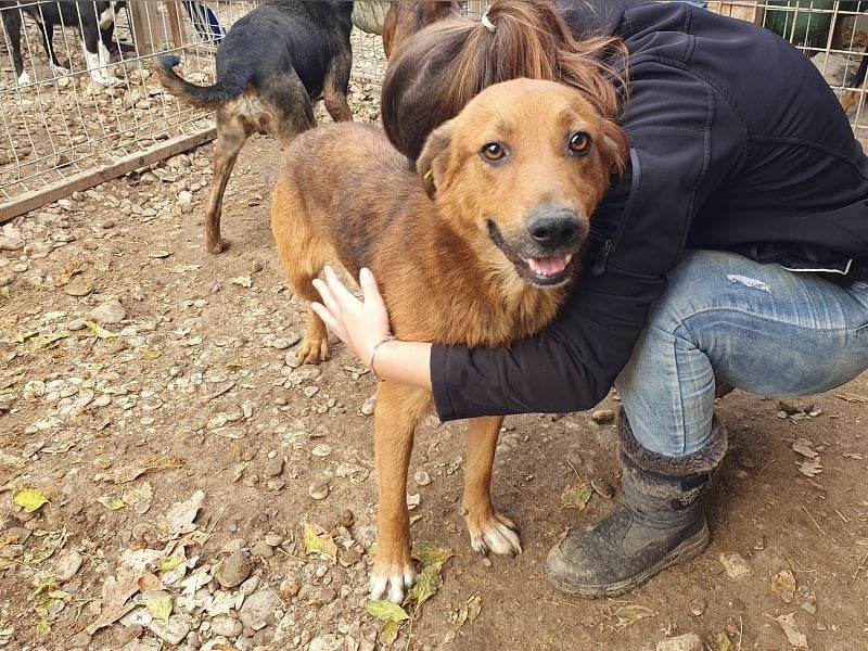 ♥GINO♥ 53 cm; Wer einen aufgeschlossenen, lebensfrohen Rüden sucht, ist bei Gino genau richtig