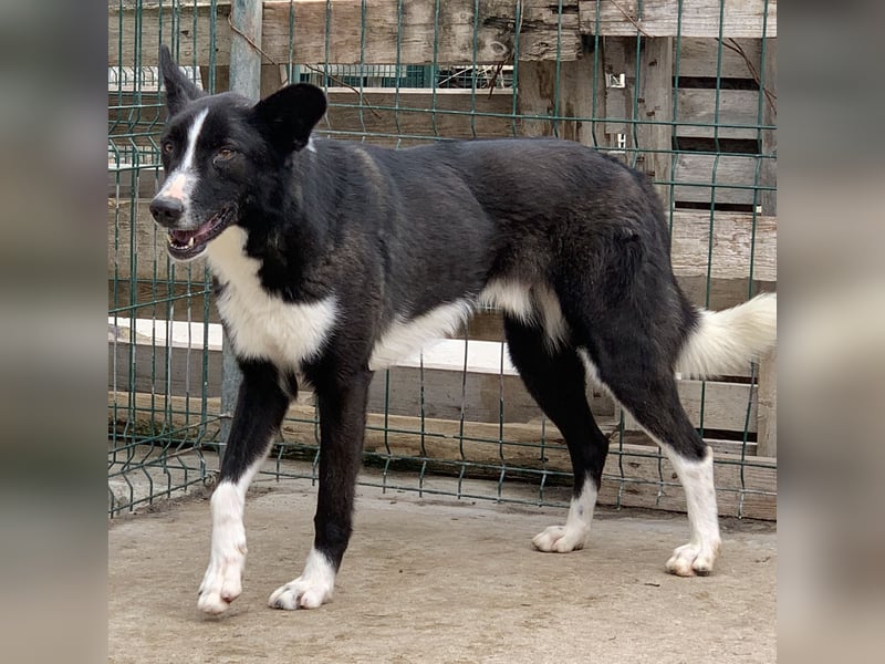 ⭐️CODI⭐️, Border Collie-Mischling, 8 Jahre, 54 cm, Mischling, Tierschutz Rumänien