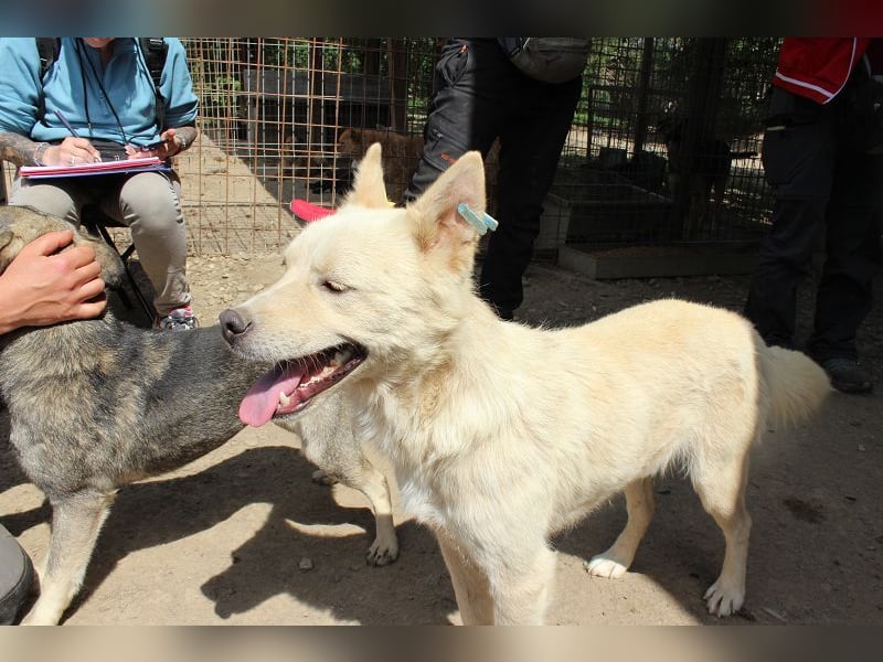 ♥TIMMY♥ wunderbarer, lieber netter Rüde, der uns Menschen richtig gern mag 51 cm