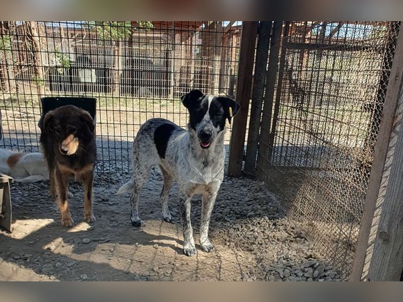 ♥NELIA♥ hübsche, weiß gepunktete, süße Hündin mit einem sensiblen, zurückhaltenden Wesen 56 cm