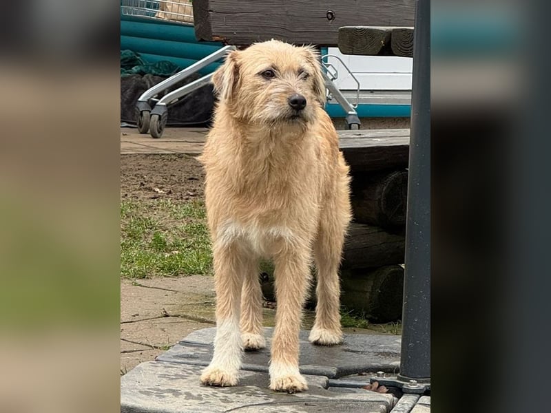 ♥CONNY♥ neu auf Pflegestelle bei Köln - zuckersüße, verschmuste, sensible Hündin 55 cm