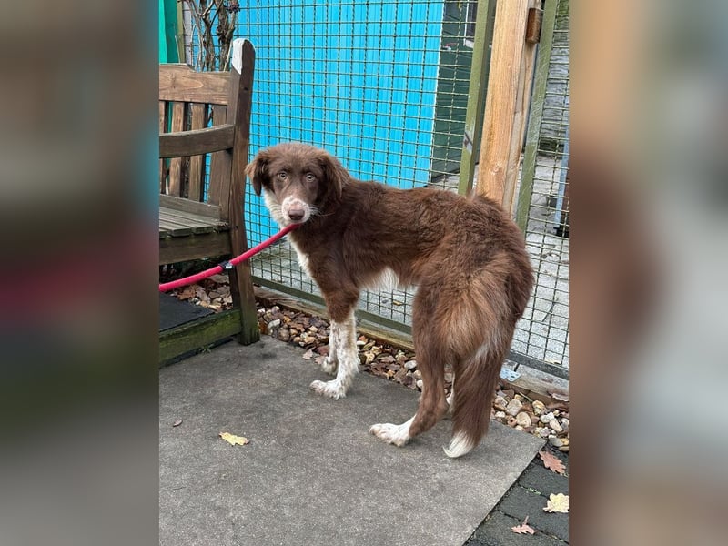 ♥LYRA♥ neu auf Pflegestelle bei Leverkusen - wunderschöne, ganz liebe, sensible Seele 53 cm