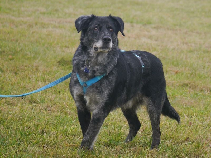 ♥JACKO♥ auf Pflegestelle bei Köln - unglaublich lieber und menschenbezogener Senior 51cm