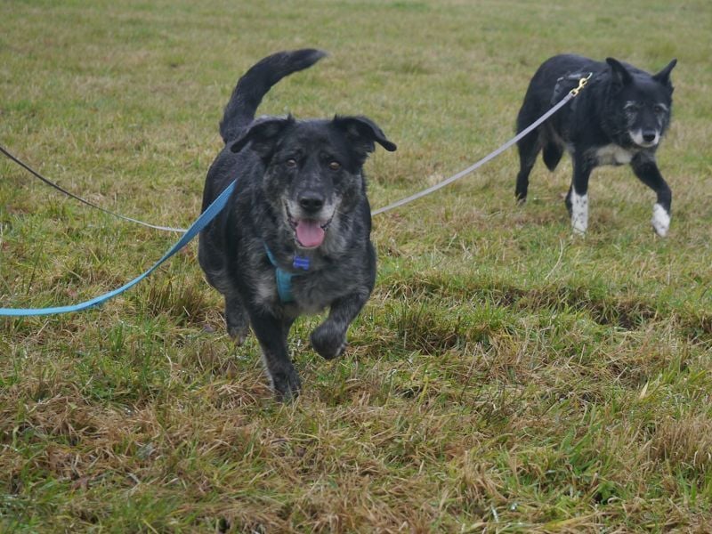 ♥JACKO♥ auf Pflegestelle bei Köln - unglaublich lieber und menschenbezogener Senior 51cm