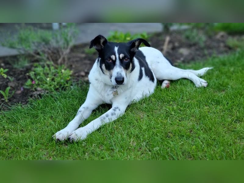 ♥AMANDA♥ auf Pflegestelle in Köln - süße, verschmuste und unkomplizierte Hündin 54 cm