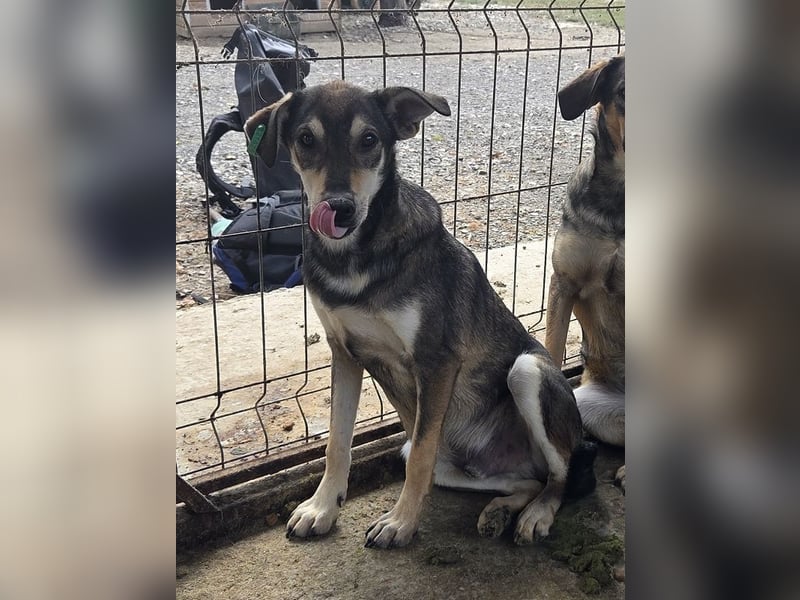 ♥DENNIS♥ wunderschöner, ganz sanfter, feiner kleiner Schatz 51 cm