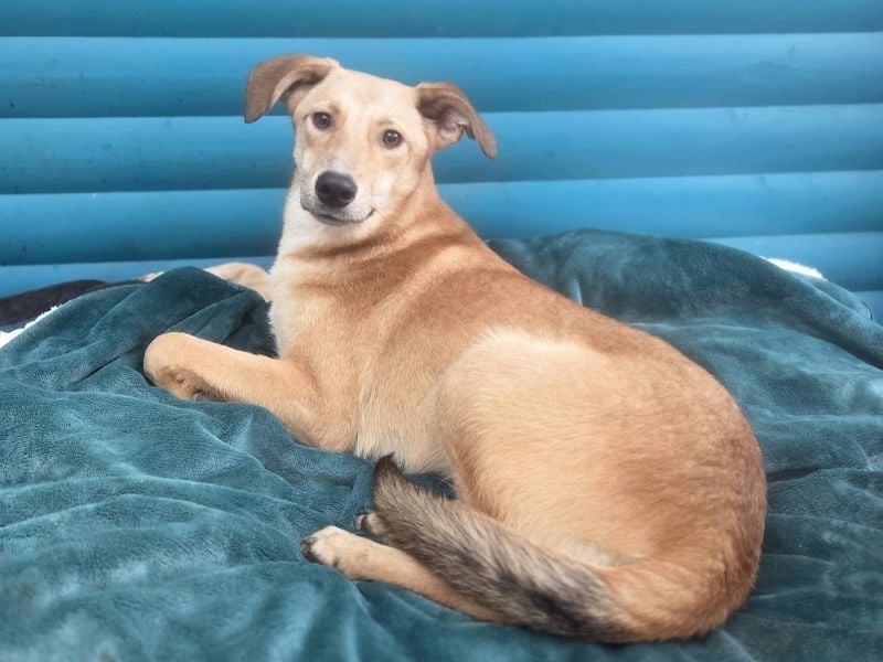 ♥GORBI♥ auf Pflegestelle bei Köln - aufgeschlossener, fröhlicher, anhänglicher Junior 52 cm