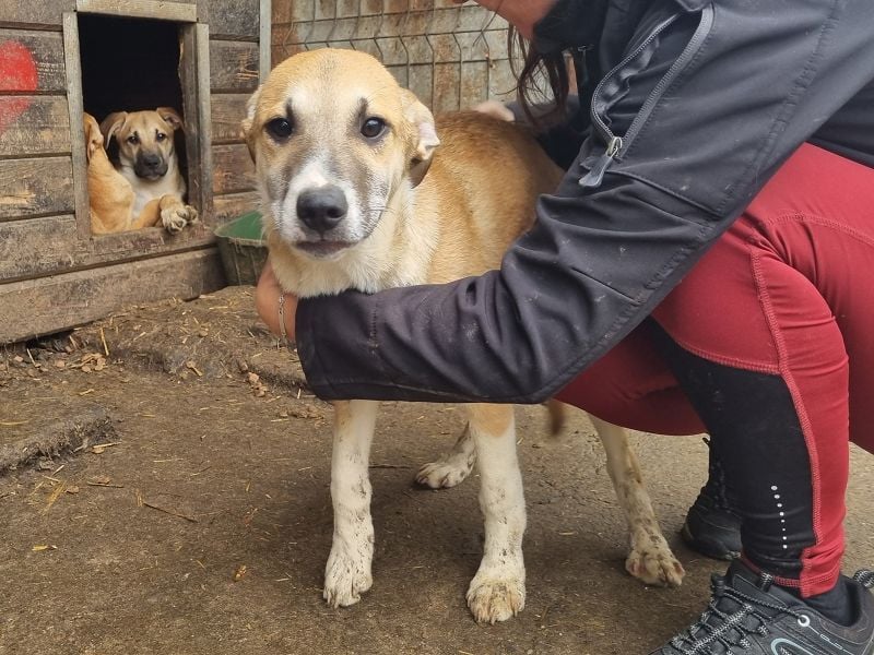 ♥BONNIE♥ zuckersüße, verspielte Junghündin, die schnell ausreisen sollte - wird größer
