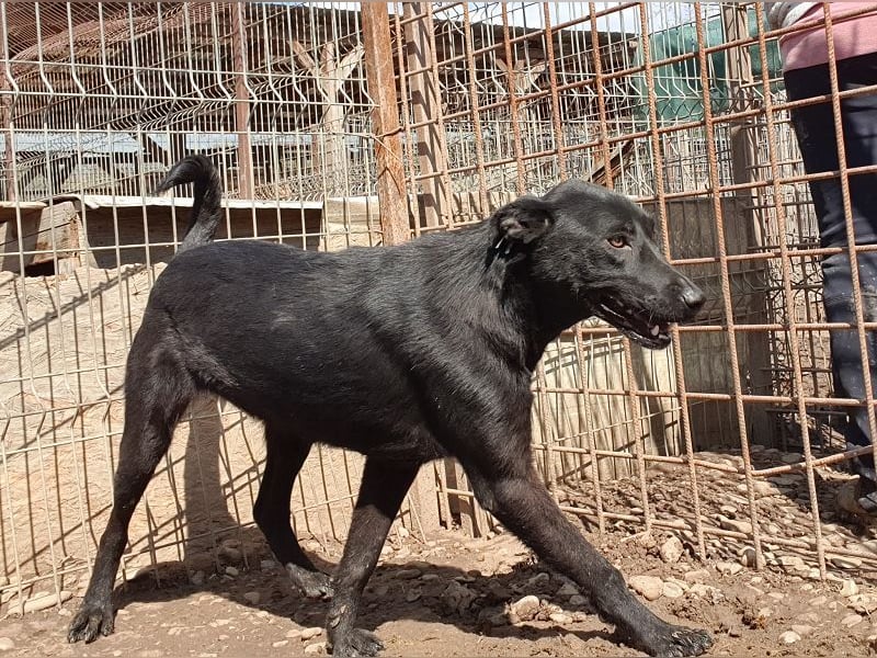 ♥MAYRA♥ verschmuste, äußerst menschenbezogene, wunderschöne zarte schwarze Junghündin 53 cm