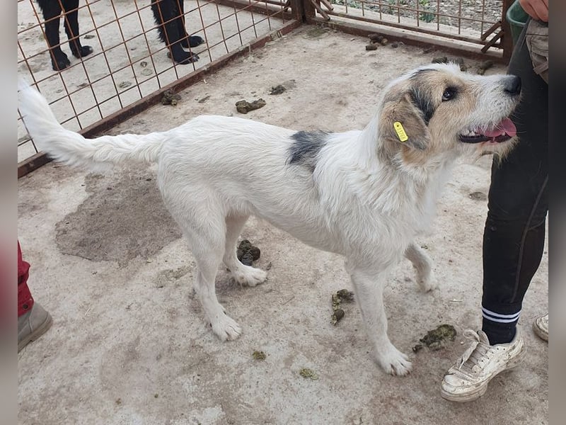 ♥WICKI♥ wunderbarer, unglaublich zutraulicher Gute-Laune-Hund, der einfach zum Verlieben ist 58 cm