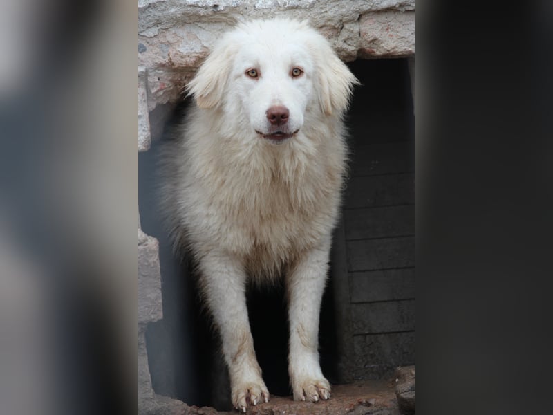 ⭐️DEXI⭐️, schüchterne Schönheit, Hündin, 1,5 Jahre, ca. 55cm, Mischling, Tierschutz Rumänien