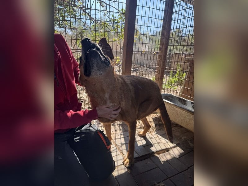 NOTFALL ♥LITCHIE♥ süße, verschmuste, tolle Seniorhündin, für die wir einen Gnadenplatz suchen 56 cm