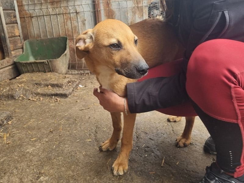 ♥KLAUSI♥ zuckersüßer, zarter, ganz lieber, verspielter Junghund - mittelgroß