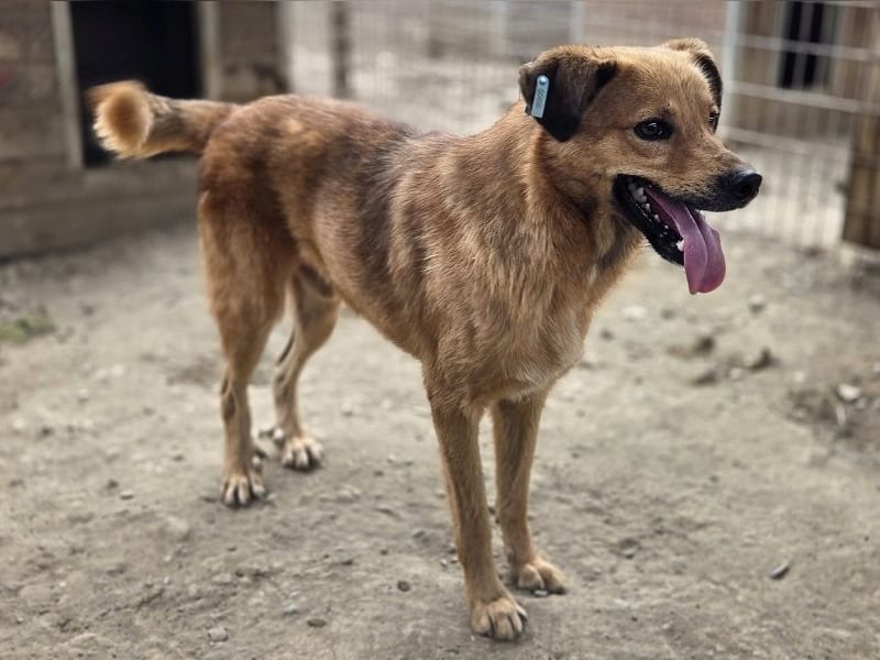 ♥JAKOB♥ süßer, anhänglicher Rüde voller Emotionen, der so viel Herz und Lebensfreude hat 56 cm