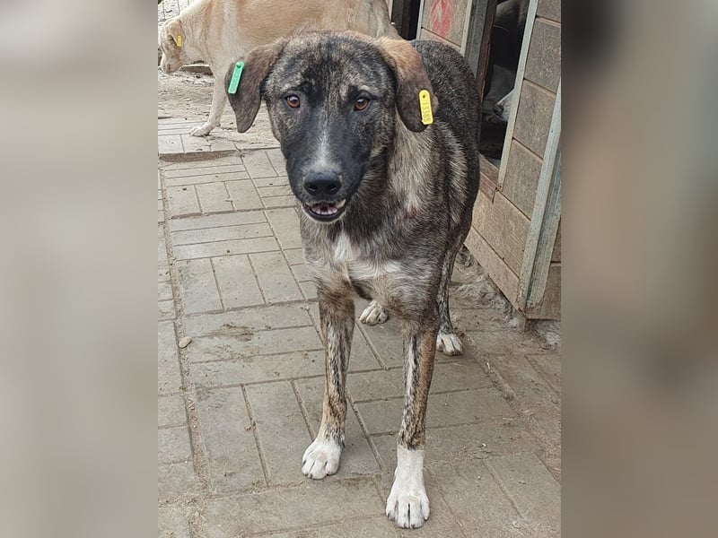 ♥FREDDY♥ süßer, sanfter, ruhiger Junghund mit einer sehr angenehmen zurückhaltenden Art 54 cm