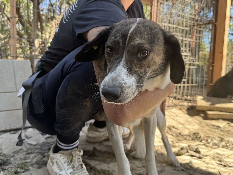 ♥NORA♥ hübsche, weiß-braun-gefleckte, noch zurückhaltende süße Maus 51 cm