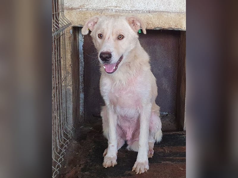 ♥MICHA♥ süßer, ganz sanfter, zurückhaltender, aber völlig erschöpfter und viel zu dünner Rüde 53 cm