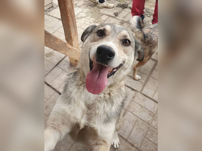 ♥QUENTIN♥ unglaublich menschenbezogener, verschmuster Rüde, der schon ein Zuhause hatte 55 cm