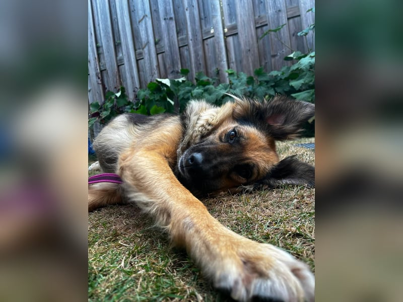 DIANA, coole Begleiterin, 4 Jahre, 55 cm, Pflegestelle Duisburg, Tierschutz Rumänien