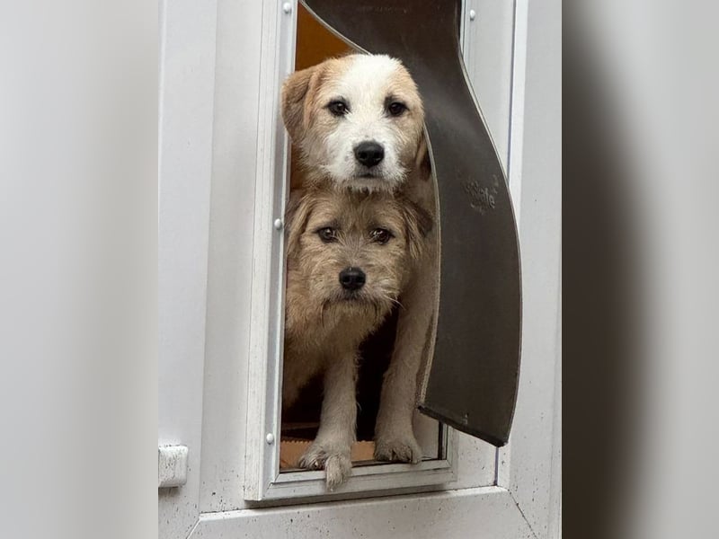 ♥MARLON♥ auf Pflegestelle bei Köln - hübscher, sehr menschenbezogener, kluger und aktiver Rüde 54 cm