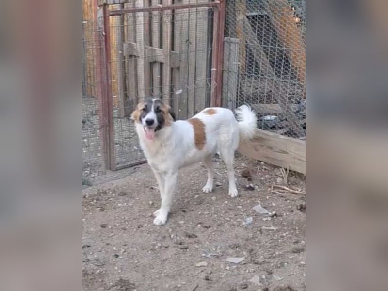 ⭐️JAMY⭐️, Herzblatt, Rüde, 2,5 Jahre, 55 cm, Mischling, Tierschutz Rumänien